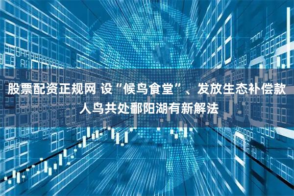 股票配资正规网 设“候鸟食堂”、发放生态补偿款 人鸟共处鄱阳湖有新解法